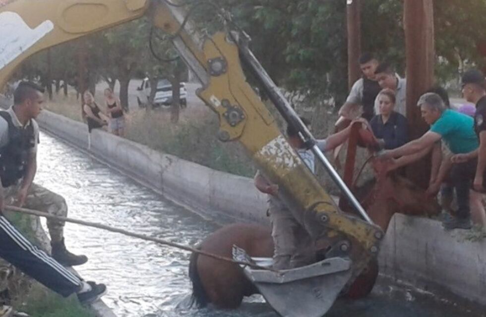Impresionante rescate de un caballo que cayó a un canal