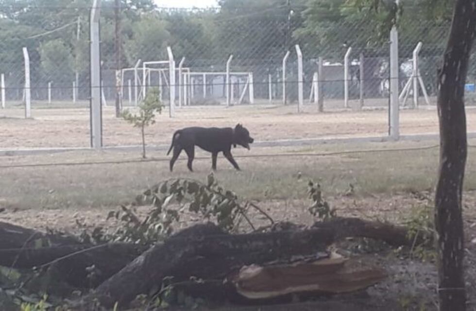 Anisacate: amplio operativo por un Pitbull que fue abandonado en el Polideportivo