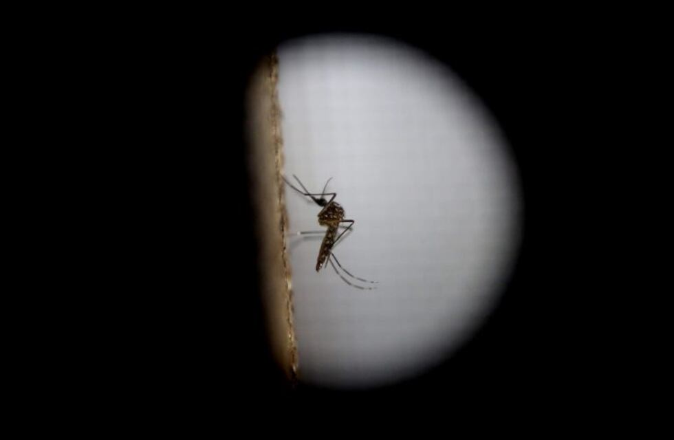 Datos actualizados: hay 115 pacientes con dengue en Santa Fe con 90 casos autóctonos