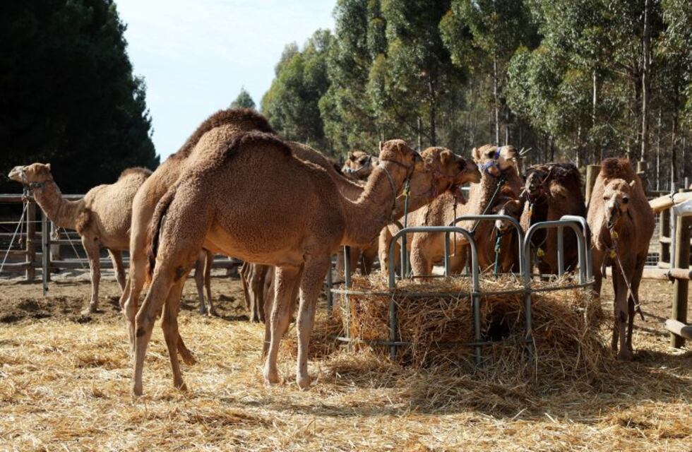 Australia en llamas: sacrificarán a miles de camellos salvajes por la fuerte sequía