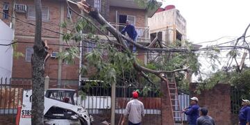 La Municipalidad de Resistencia trabaja para retirar los árboles caídos después del temporal\u002E