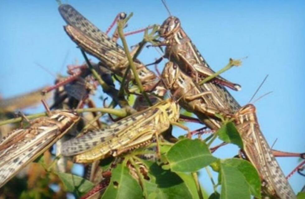 Héctor Medina, Ingeniero de SENASA: "El rol de los productores citrícolas fue central para controlar la manga de langostas en Entre Ríos"