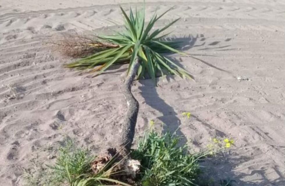 Destrozos en el balneario: arrancaron una palmera de dos metros