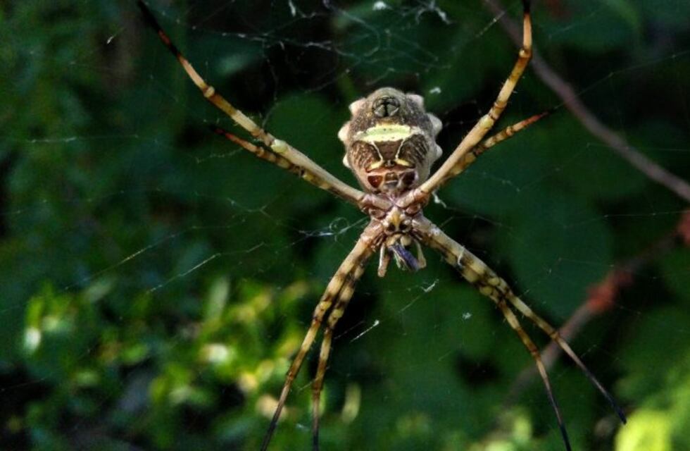 Cómo afectan la agricultura y el cambio climático a arañas e insectos
