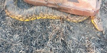 Rescatan a una boa curiyú herida por las quemas de pastizales en Chaco (DiarioNorte)