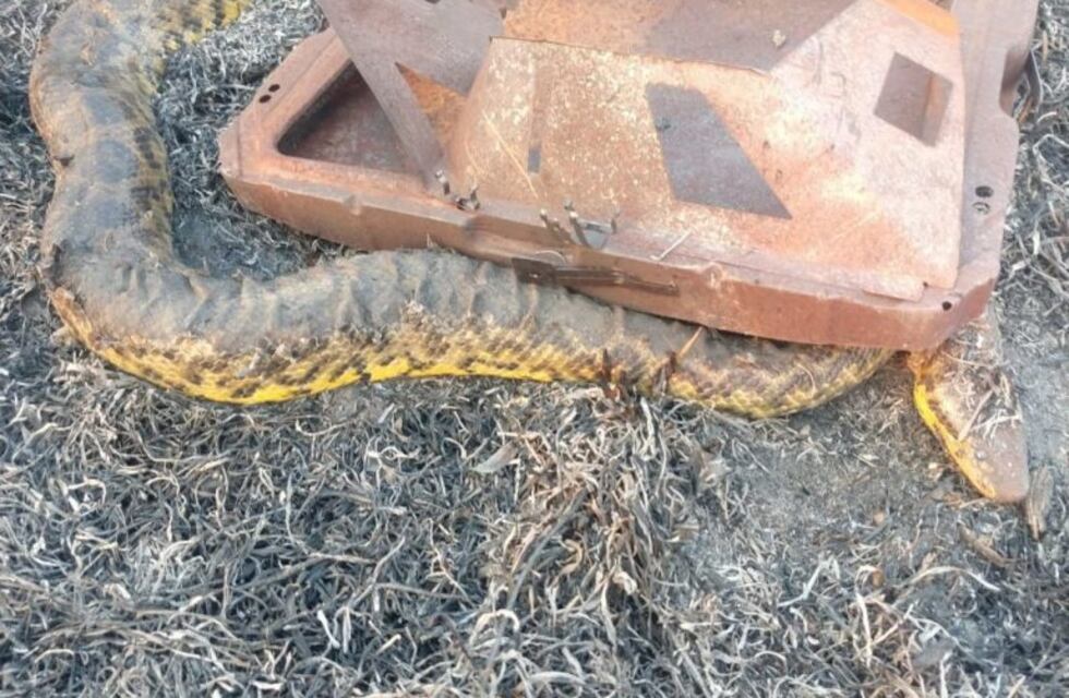 Rescatan a una boa curiyú herida por las quemas de pastizales en Chaco