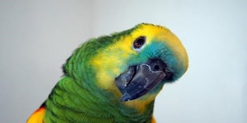 loro