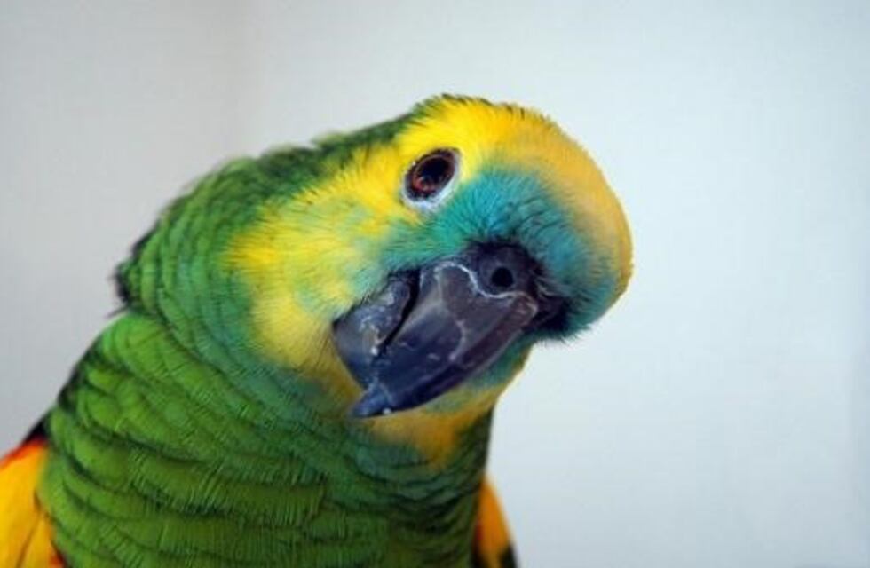 Ricky, el pequeño loro que es tendencia en TikTok