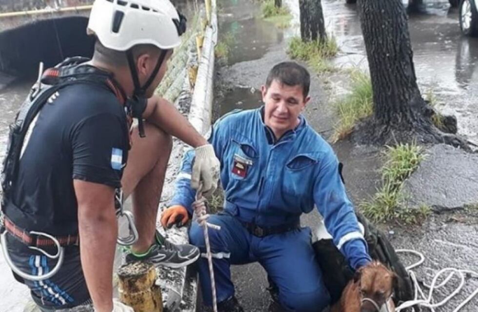 Un rescatista salvó a una perrita de ahogarse en un canal