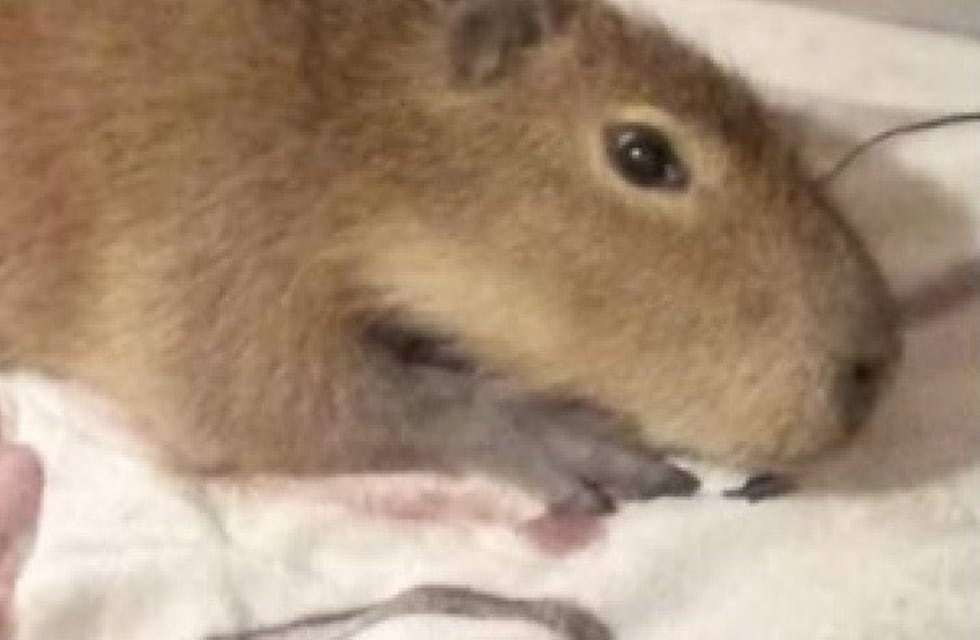 La triste historia viral del carpincho domesticado que terminó en una cacerola