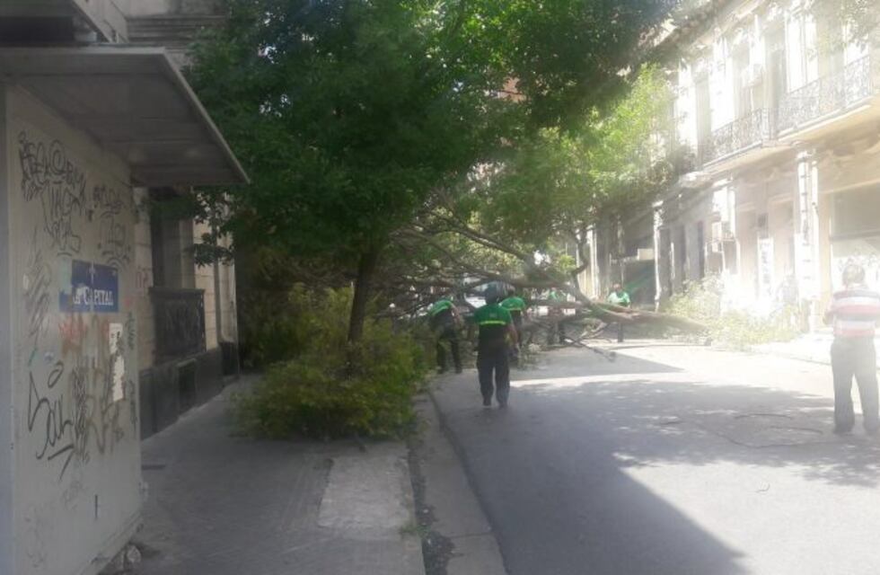 Cayó un árbol en pleno microcentro y bloqueó la entrada de un edificio