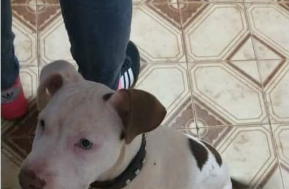 Los dueños de "Tayson" piden ayuda para recuperar al cachorro robado