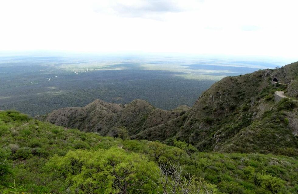 Rescataron un exótico felino que apareció en una escuela de Córdoba