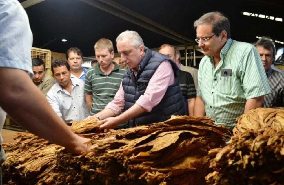 Este jueves pagan el tabaco a 3.199 productores de Misiones