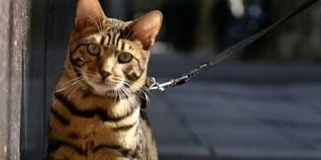 Coco, el gato de Palermo que se cree perro (Foto: TN)