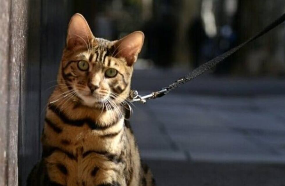 Coco, el gato de Palermo que se cree perro