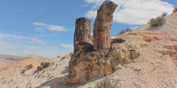 jaramillo bosque petrificado
