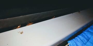 Denunciaron la presencia de cucarachas en un colectivo de media distancia\u002E (IRE)