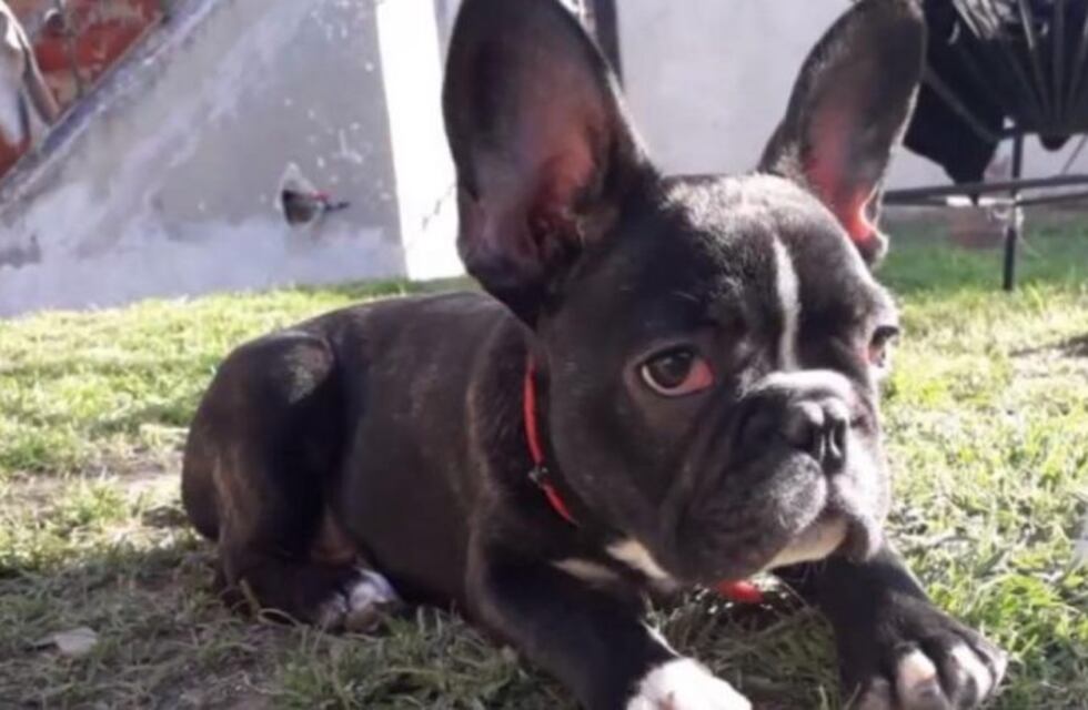 Un héroe: compró un perro robado y se lo devolvió a los dueños