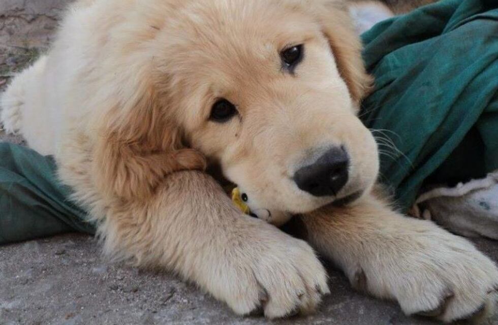Le robaron el perro y ofrece su auto como recompensa
