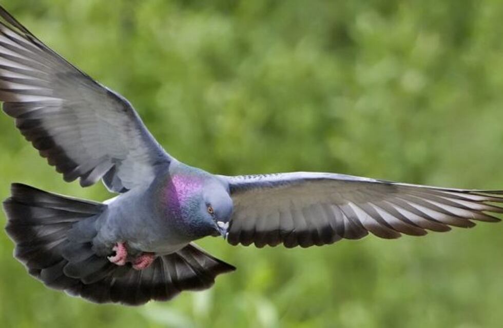 Una paloma superó el límite de velocidad permitido y será multada