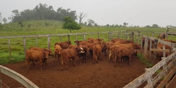 Corrales nuevos en las chacras tabacaleras de Misiones\u002E (MisionesOnline)