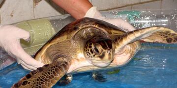 Abandonaron una tortuga marina en las puertas del zoo de La Plata