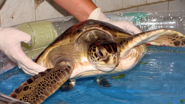 Abandonaron una tortuga marina en las puertas del zoo de La Plata