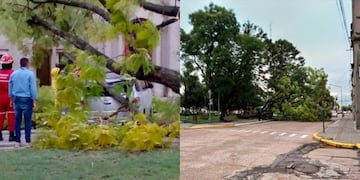 Arbol caído Nogoyá