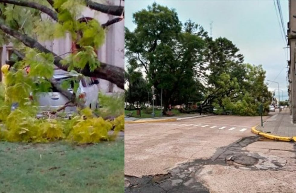 Un árbol cayó sobre un auto con ocupantes
