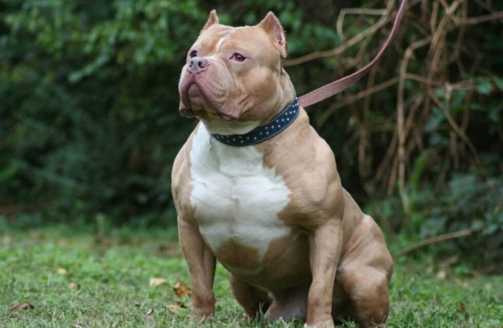 Robaron un pitbull, pidieron rescate por Facebook, pero fueron detenidos