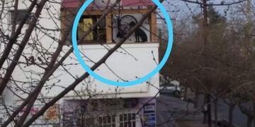 Perro colgando en Guaymallén