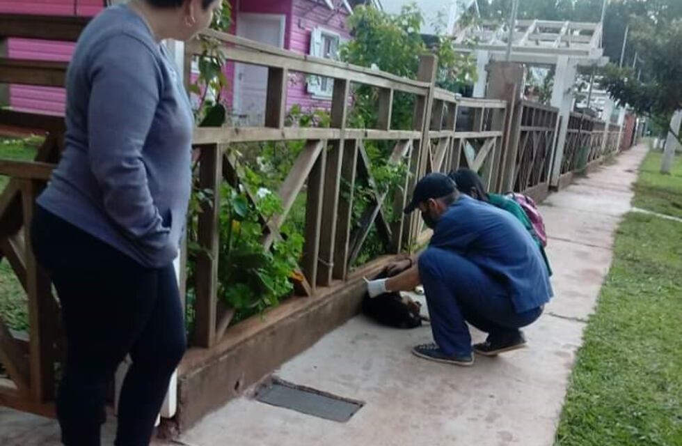 Zoonosis municipal vacunó más de 730 animales por el brote de rabia