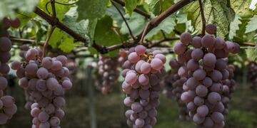 La industria vitivinicola ayuda contra el coronavirus\u002E (Bloomberg)