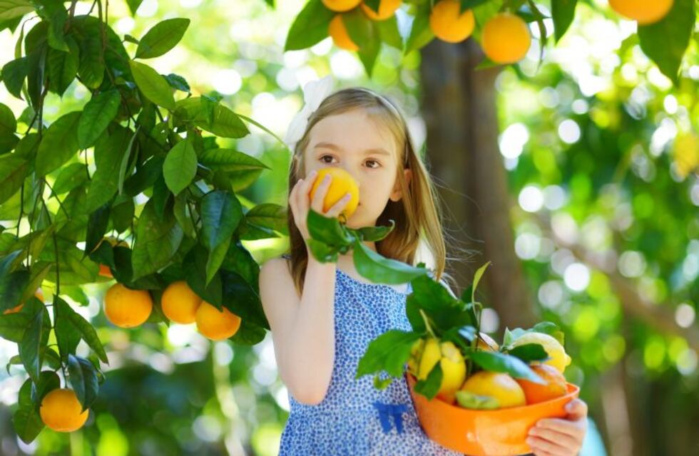 Llegó la hora de los frutales