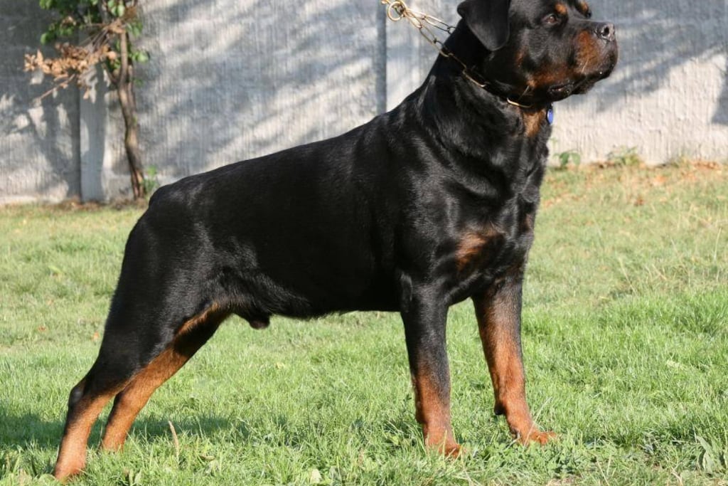 Perro Rottweiler