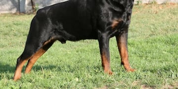 Un niño fue atacado por un rottweiler en Córdoba.