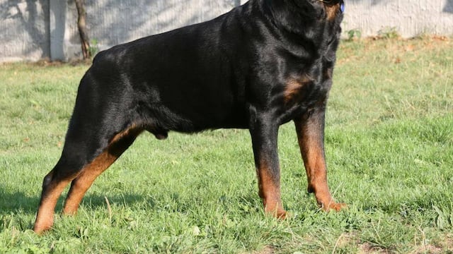 Un niño fue atacado por un rottweiler en Córdoba.