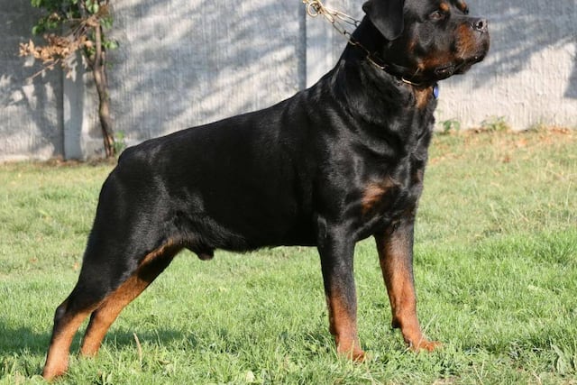 Perro Rottweiler