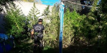 Las hermanas puntanas tenían unas 80 plantas\u002E