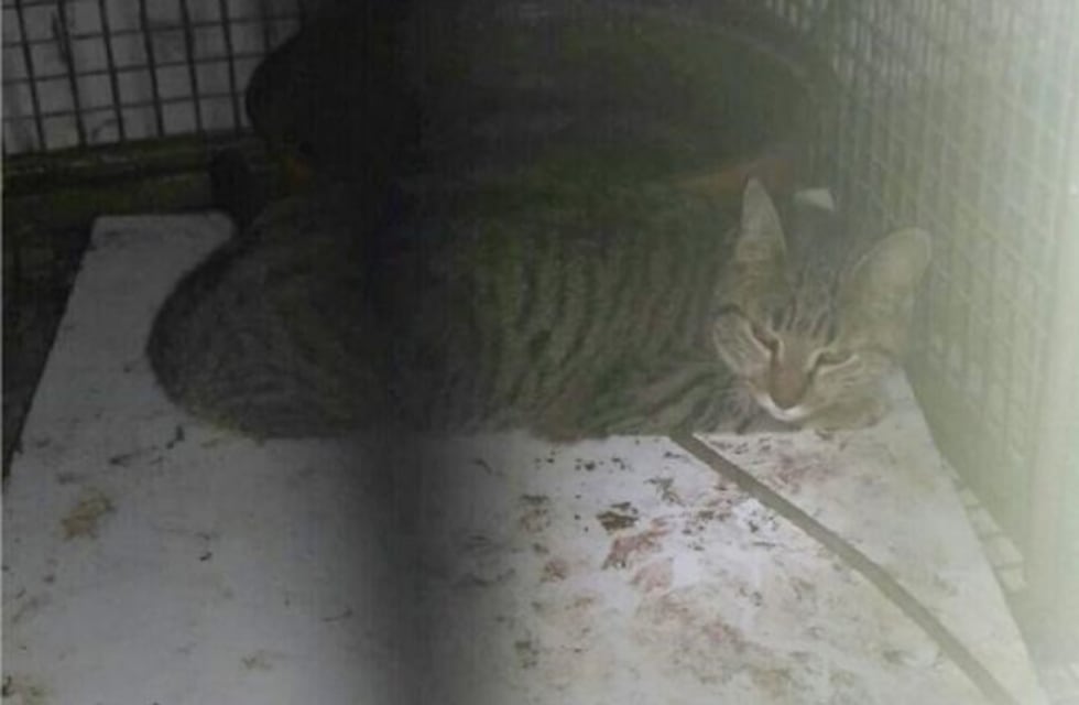 Capturaron a un gato montés en la ciudad de Córdoba