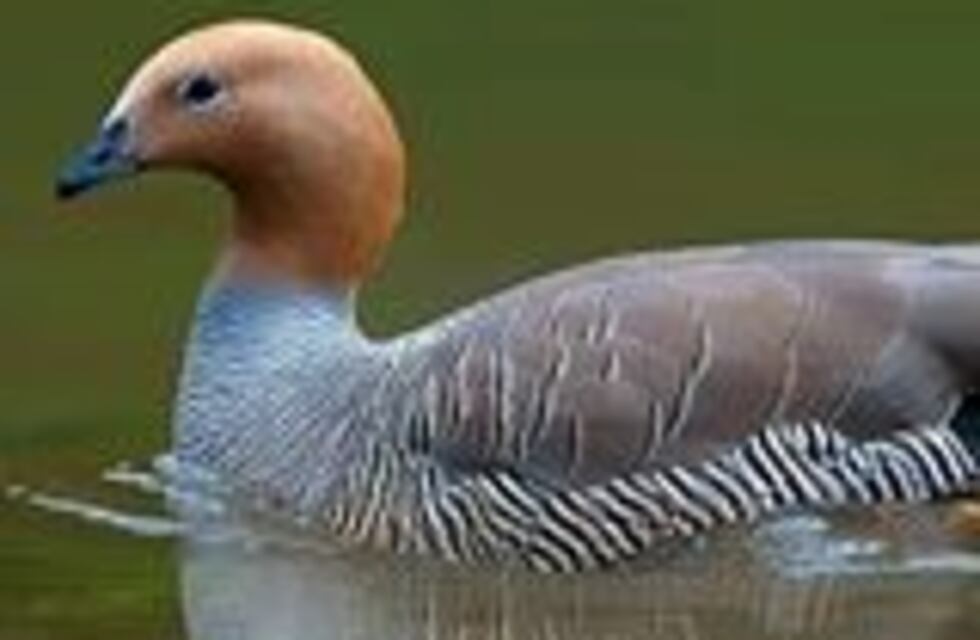 Un propuesta para conocer más acerca del Cauquén Colorado