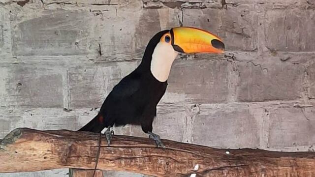 Allanamiento en Victorica (Infohuella)