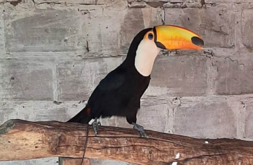 Secuestran aves en extinción, cueros y armas en un allanamiento en Victorica