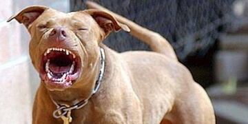 Murió de un infarto al ver que un pitbull atacaba a su perro