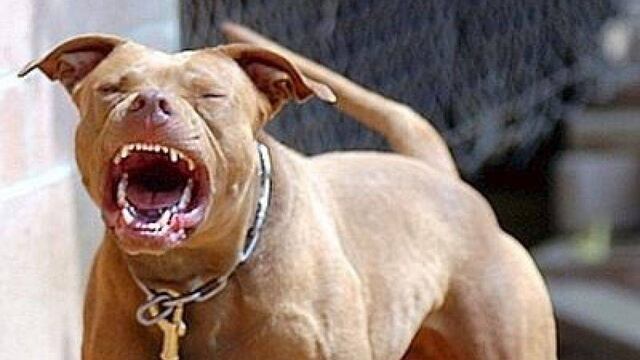 Murió de un infarto al ver que un pitbull atacaba a su perro