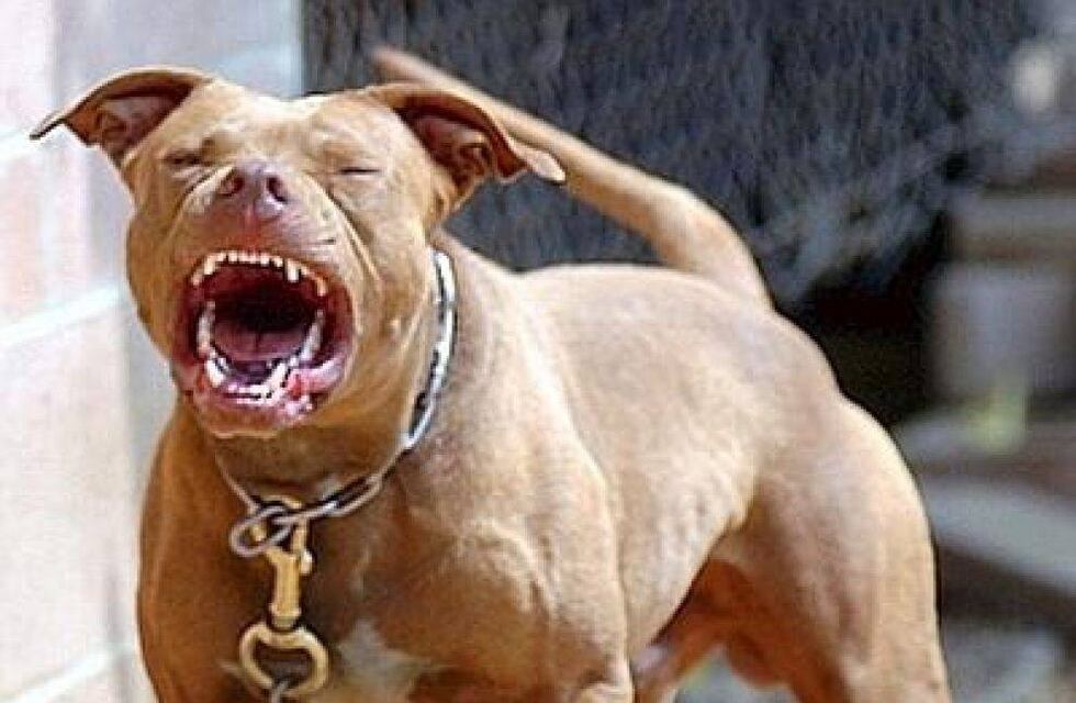 Bahía Blanca: ataque de tres pitbulls a una familia