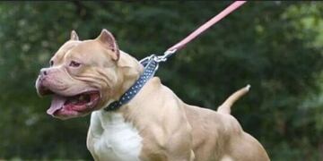 Denunciaron a un policía en Paraná por dispararle a un perro