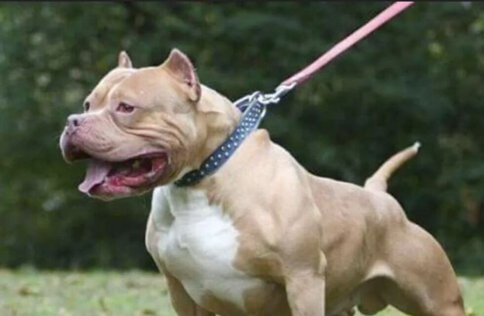 Denunciaron a un policía en Paraná por dispararle a un perro