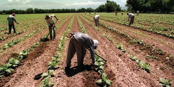 Productores tabacaleros en alerta por falta de subsidios\u002E